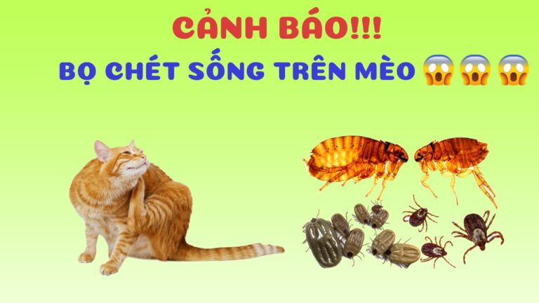 Bo chet la côn gi song tren meo