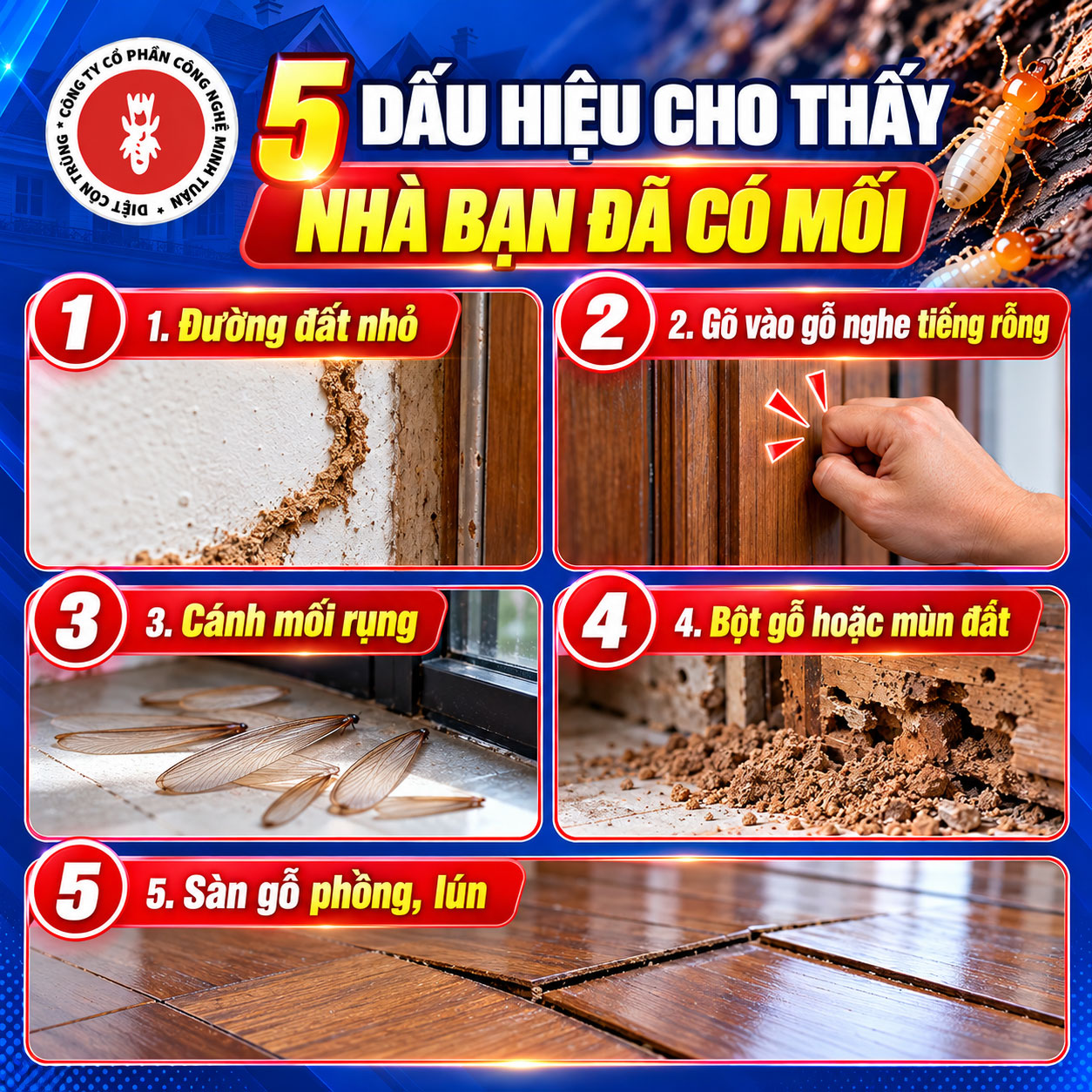 5 dấu hiệu nhà bị mối: đường đất, gỗ rỗng, cánh mối, bột gỗ, sàn phồng